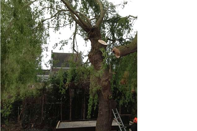 Bomen kappen Hooglanderveen